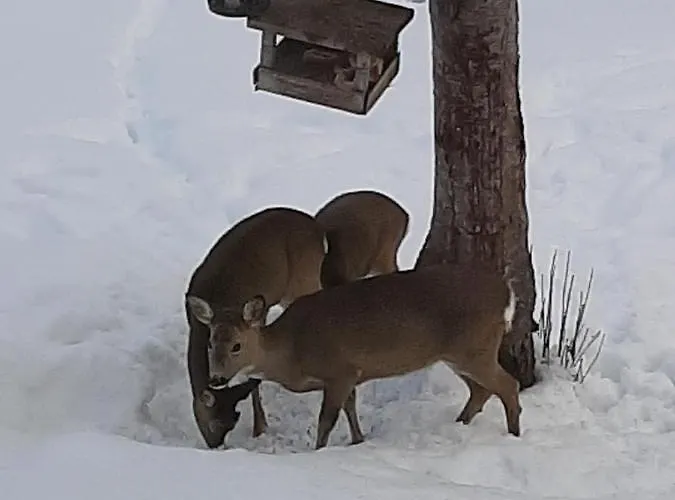 Gamlestugu Greivjord Fjellgard Дом отдыха